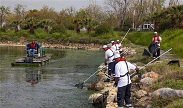 Çakalburnu Lagünü’nden Körfez’e yayılan yosunlara yoğun müdahale