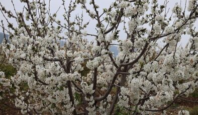 Kiraz hasreti bu sene bitiyor